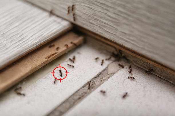 Best Termite Control Services  in Lakewood, IL