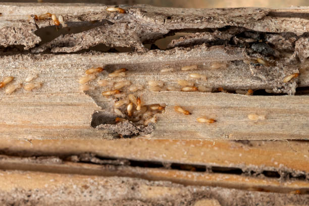 Best Bird Control  in Lakewood, IL