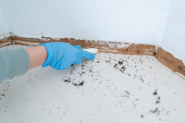 Best Local Pest Control Services  in Lakewood, IL